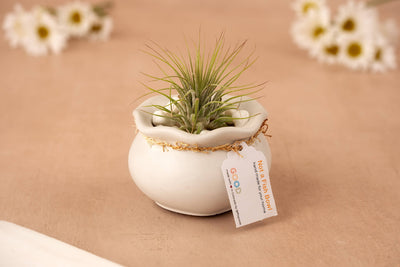 The Not a Fish Bowl – Modern Twist on a Classic Shape features a small green air plant in a round, white textured concrete pot with gold detail and a tag. A chic sculptural piece, it’s complemented by blurred white daisies in the background.