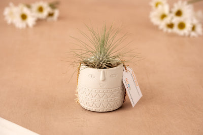 The Island Boy – Concrete Character Vessel holds a small air plant, featuring a face design and geometric patterns. A tag hangs from the vessel, with blurred white daisies in the background for minimalist desk decor.