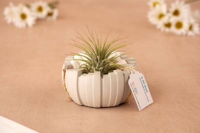 The 8 Bit Bowl – Retro Meets Modern features a small air plant in a sleek white geometric planter with a tag, inspired by pixel art. Blurred white daisies on a beige background add a nostalgic vibe.