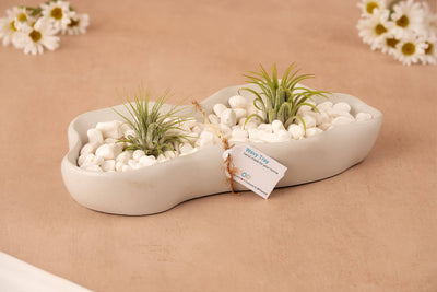 The Wavy Tray – Modern Concrete Catchall, in white, displays white pebbles and two air plants. Set on a beige surface with daisies in the background, it features a small tag attached with twine for a modern decorative touch.