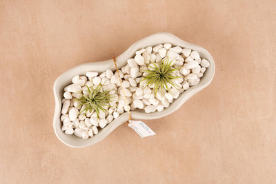 The Wavy Tray – Modern Concrete Catchall, in beige, holds a peanut-shaped concrete planter with two small air plants and white pebbles. The handcrafted tray rests on a light brown surface with a small tag at its center.